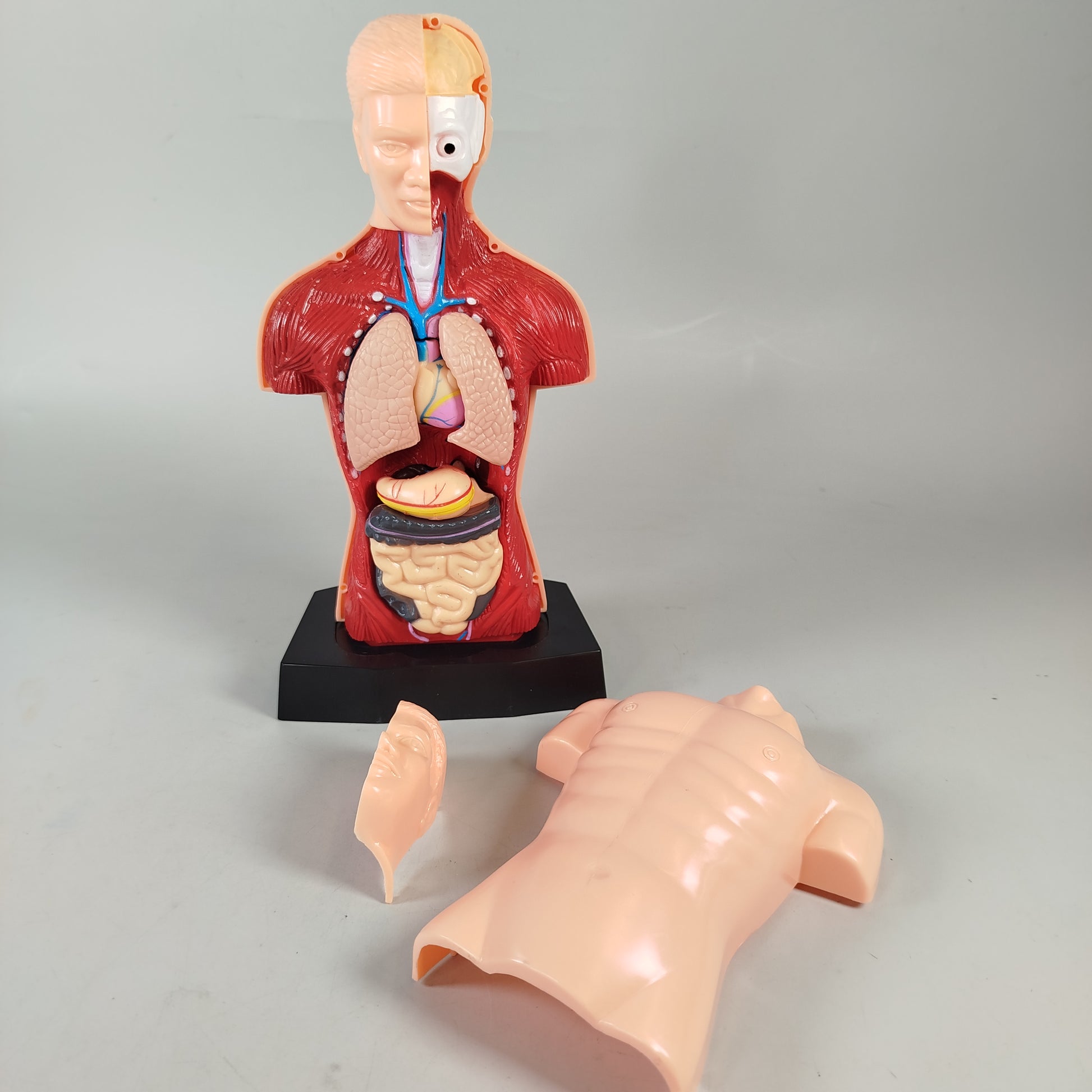 Walter Anatomiemodell für Kinder - Lernset ab 9+ Jahren