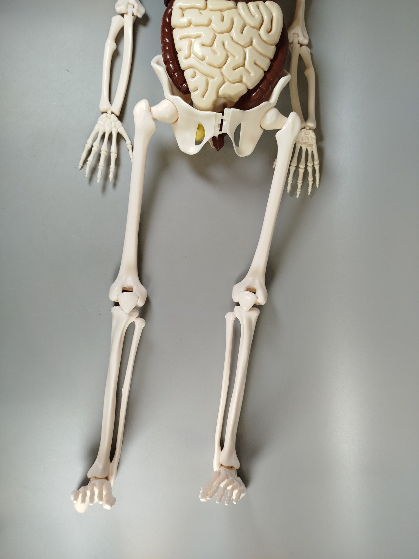 Anatomie Skelettmodell ohne OVP und Anleitung