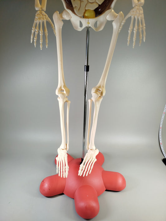 Anatomie Skelettmodell ohne OVP und Anleitung