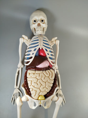 Anatomie Skelettmodell ohne OVP und Anleitung