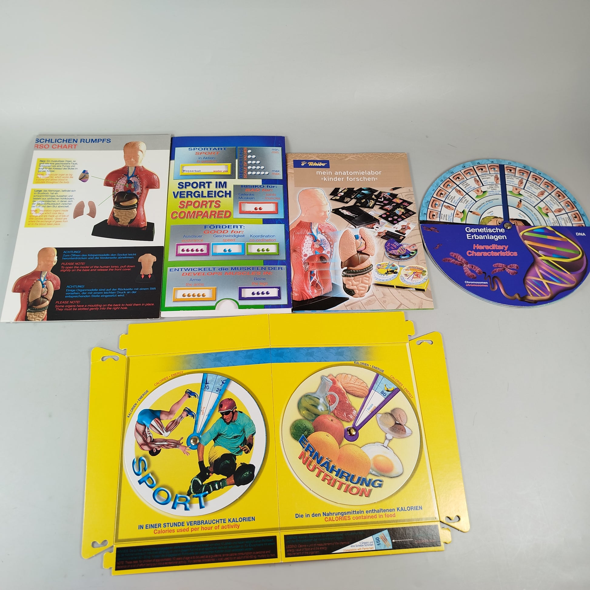 Walter Anatomiemodell für Kinder - Lernset ab 9+ Jahren