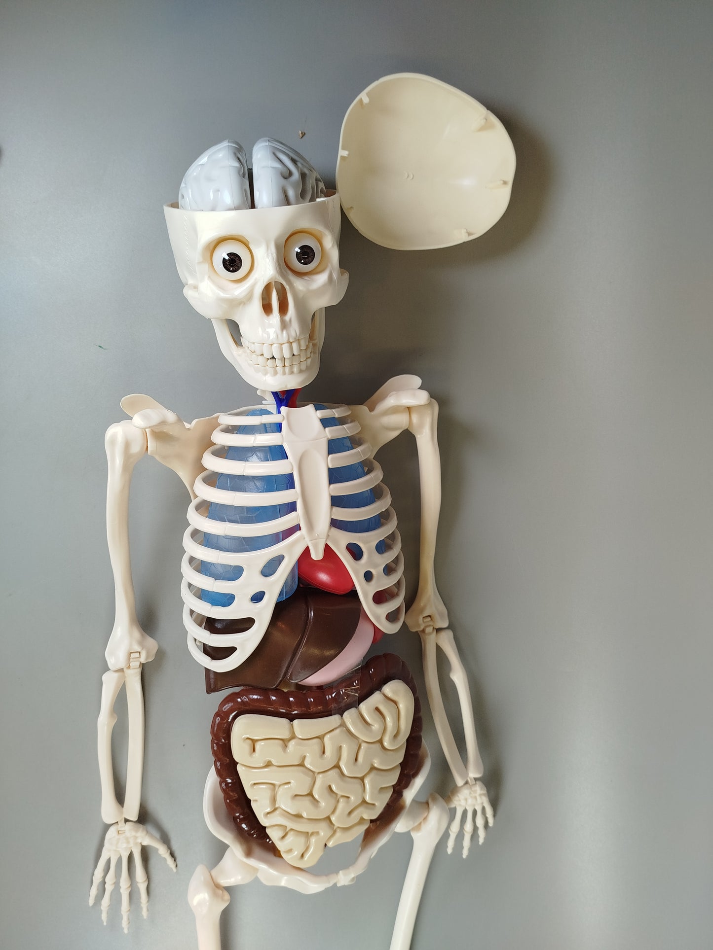 Anatomie Skelettmodell ohne OVP und Anleitung