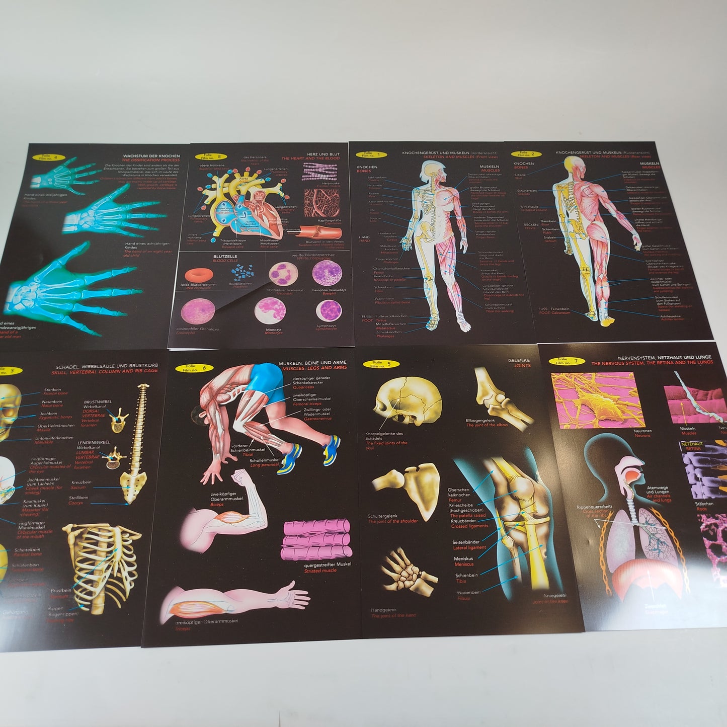 Walter Anatomiemodell für Kinder - Lernset ab 9+ Jahren