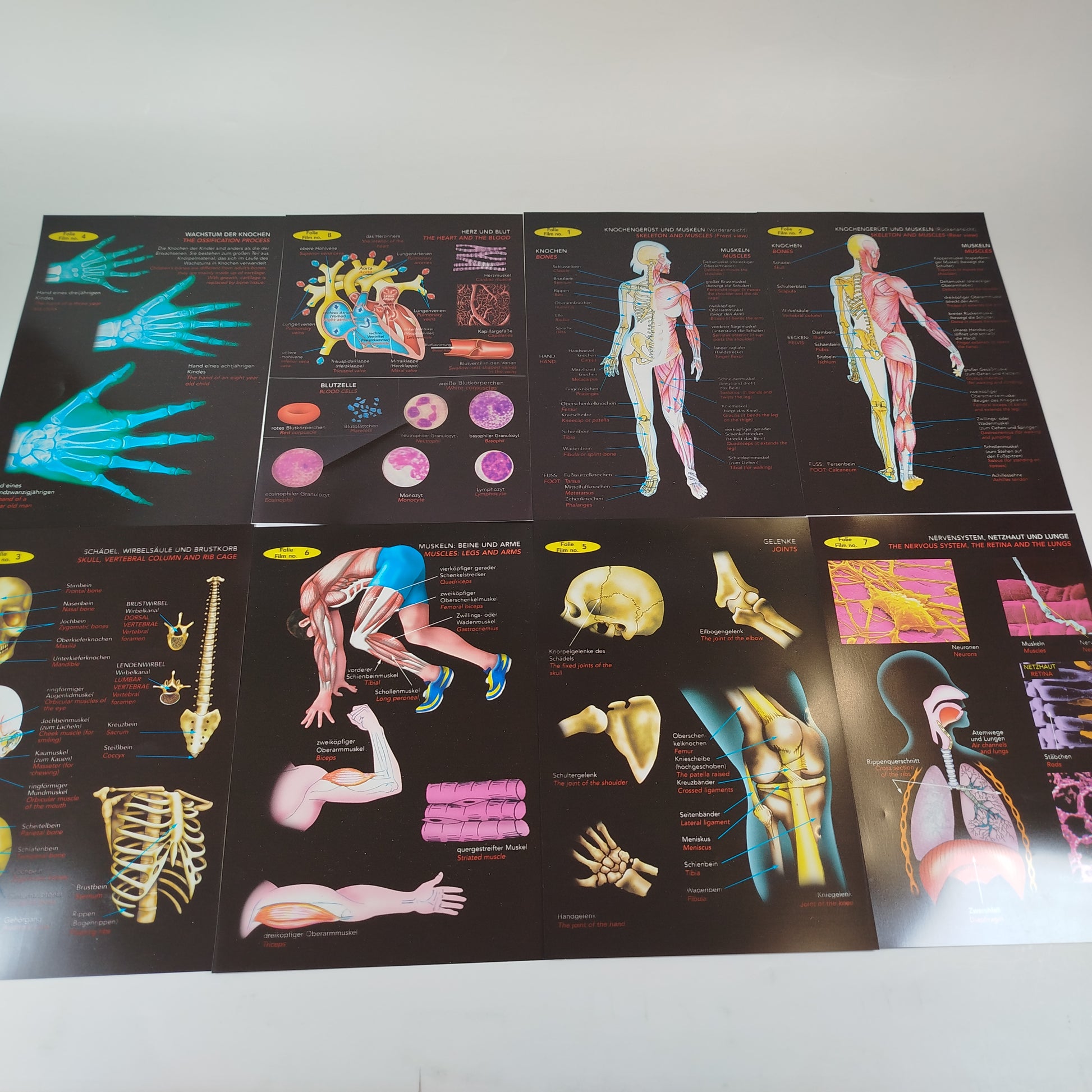 Walter Anatomiemodell für Kinder - Lernset ab 9+ Jahren
