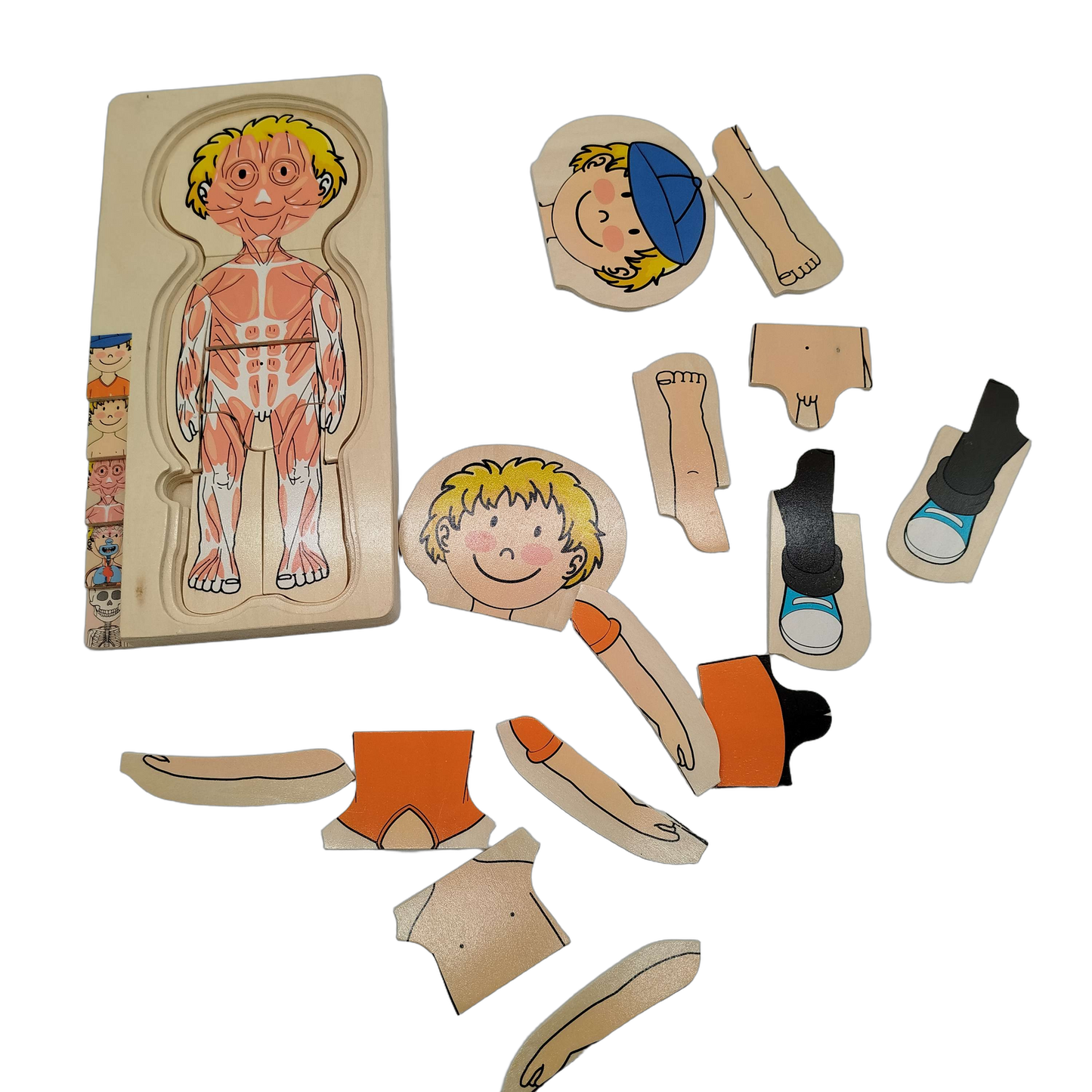 Delta-Sport Handelskontor GmbH Bundle Anatomie 3x Holzpuzzle