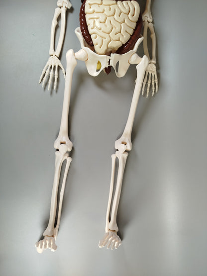 Anatomie Skelettmodell ohne OVP und Anleitung