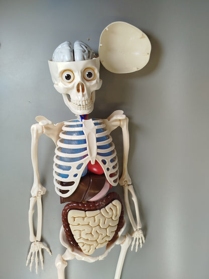 Anatomie Skelettmodell ohne OVP und Anleitung