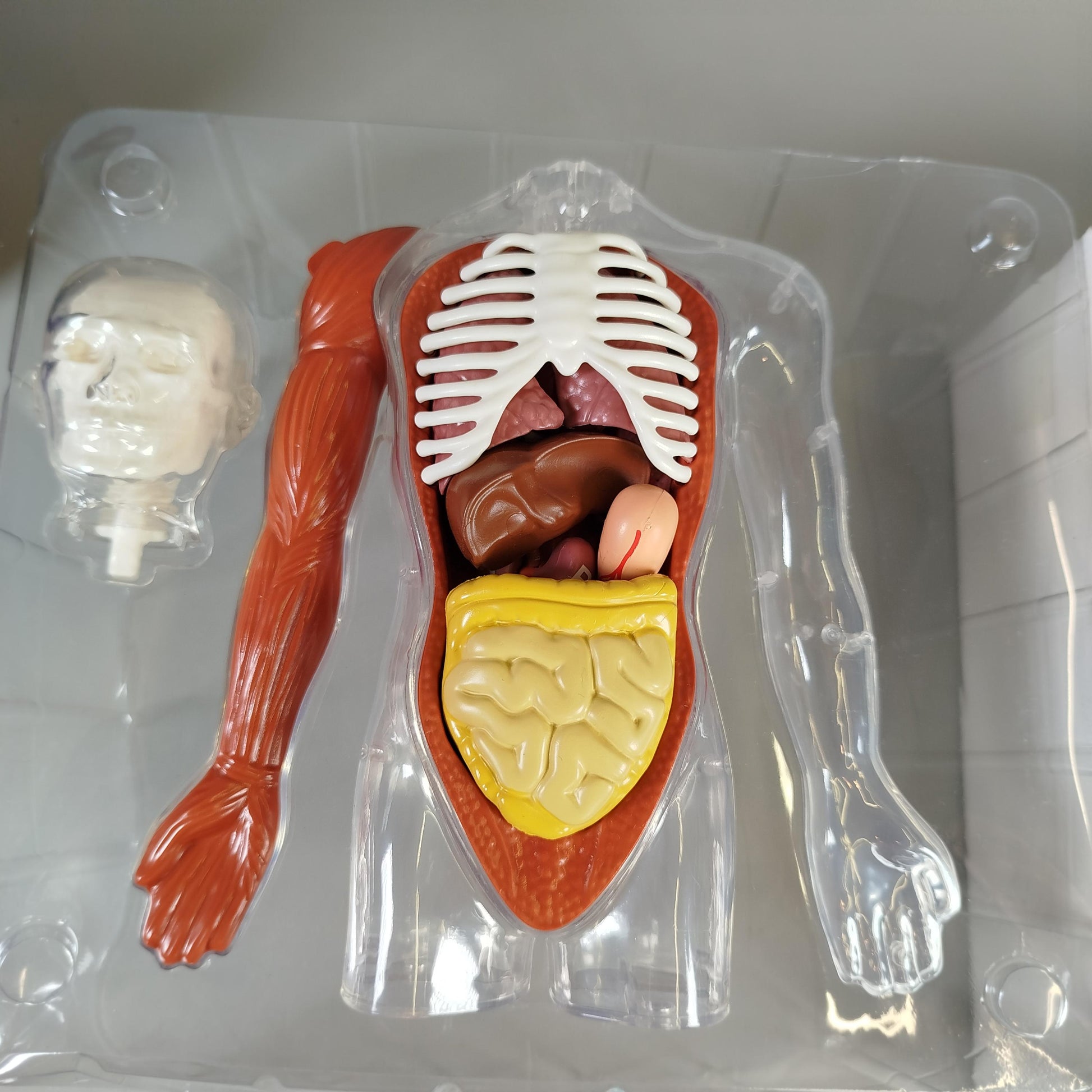 Science Can Anatomie Lernspiel Set – My Body Voice Pedia, neuwertig