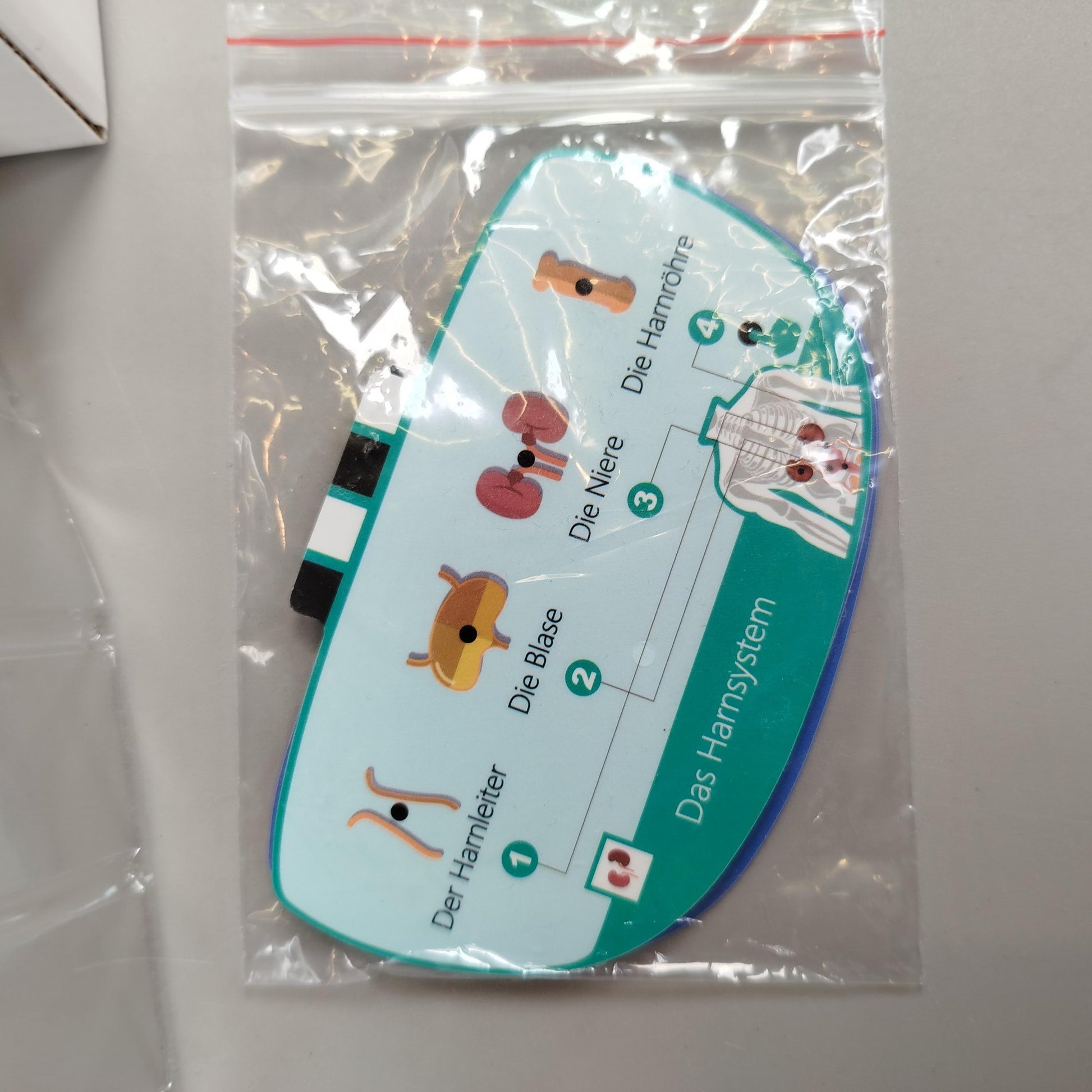 Science Can Anatomie Lernspiel Set – My Body Voice Pedia, neuwertig
